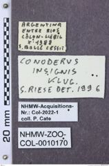 Etiketten zu Selasia widenmanni (NHMW-ZOO-COL-0010170)